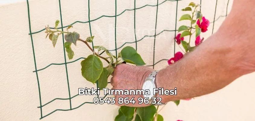 Bitki Tırmanma Filesi