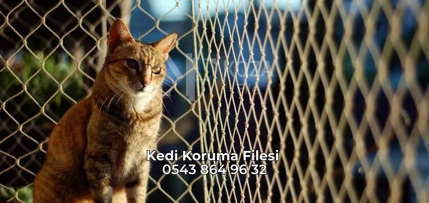 Kedi Koruma Filesi