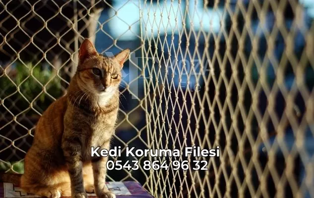 Kedi Koruma Filesi